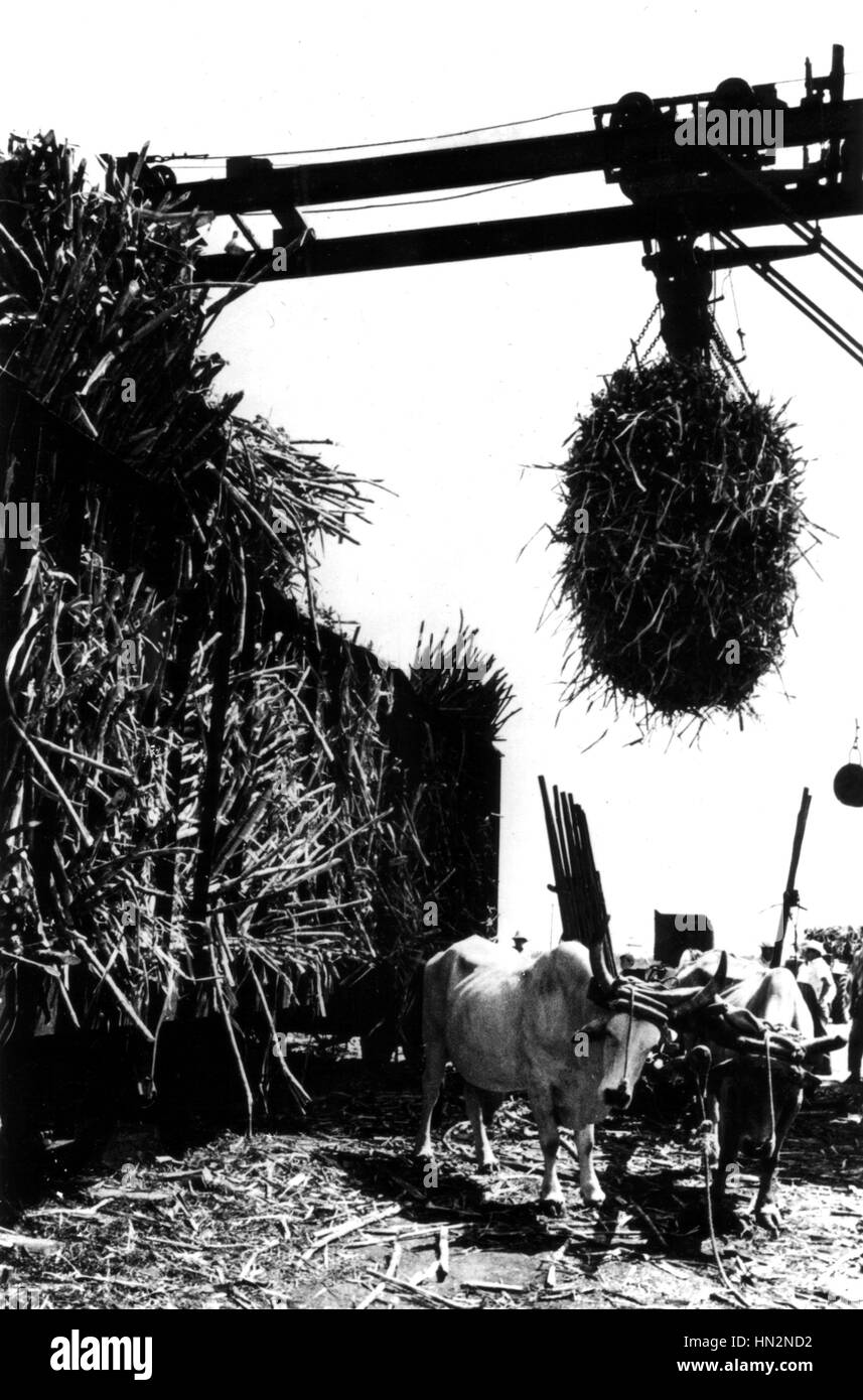 La récolte de la canne à sucre d'une plantation du 20e siècle, Cuba Banque D'Images