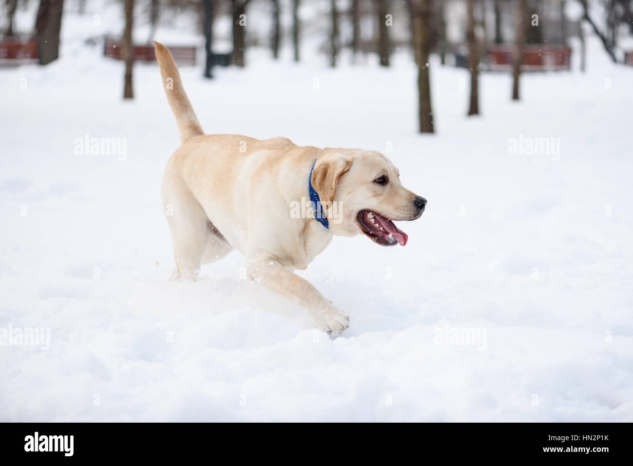 Labrador retriever puppy dog walking on white snow à winter park Banque D'Images