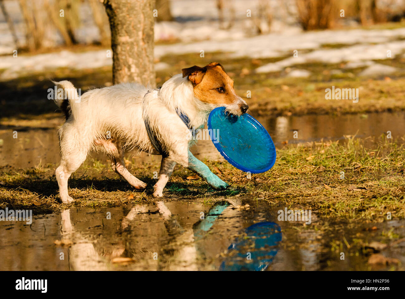 Promenade de chiens autour de flaques de neige fondue avec disque volant Banque D'Images
