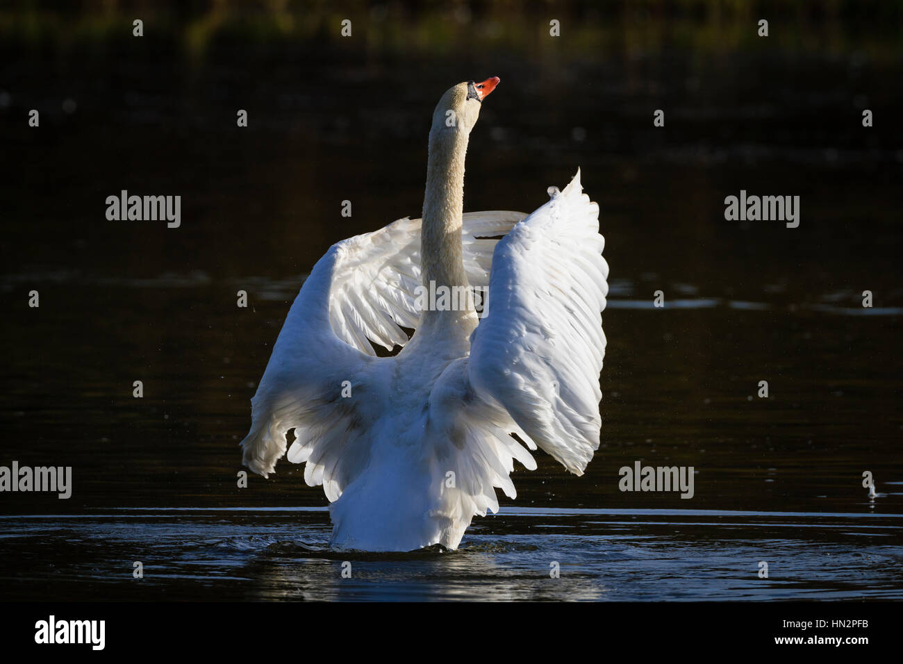 Mute Swan (Cygnus olor) secouer les plumes. La Basse Silésie. La Pologne. Banque D'Images