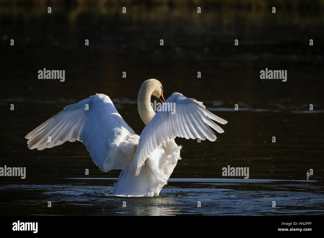 Mute Swan (Cygnus olor) secouer les plumes. La Basse Silésie. La Pologne. Banque D'Images