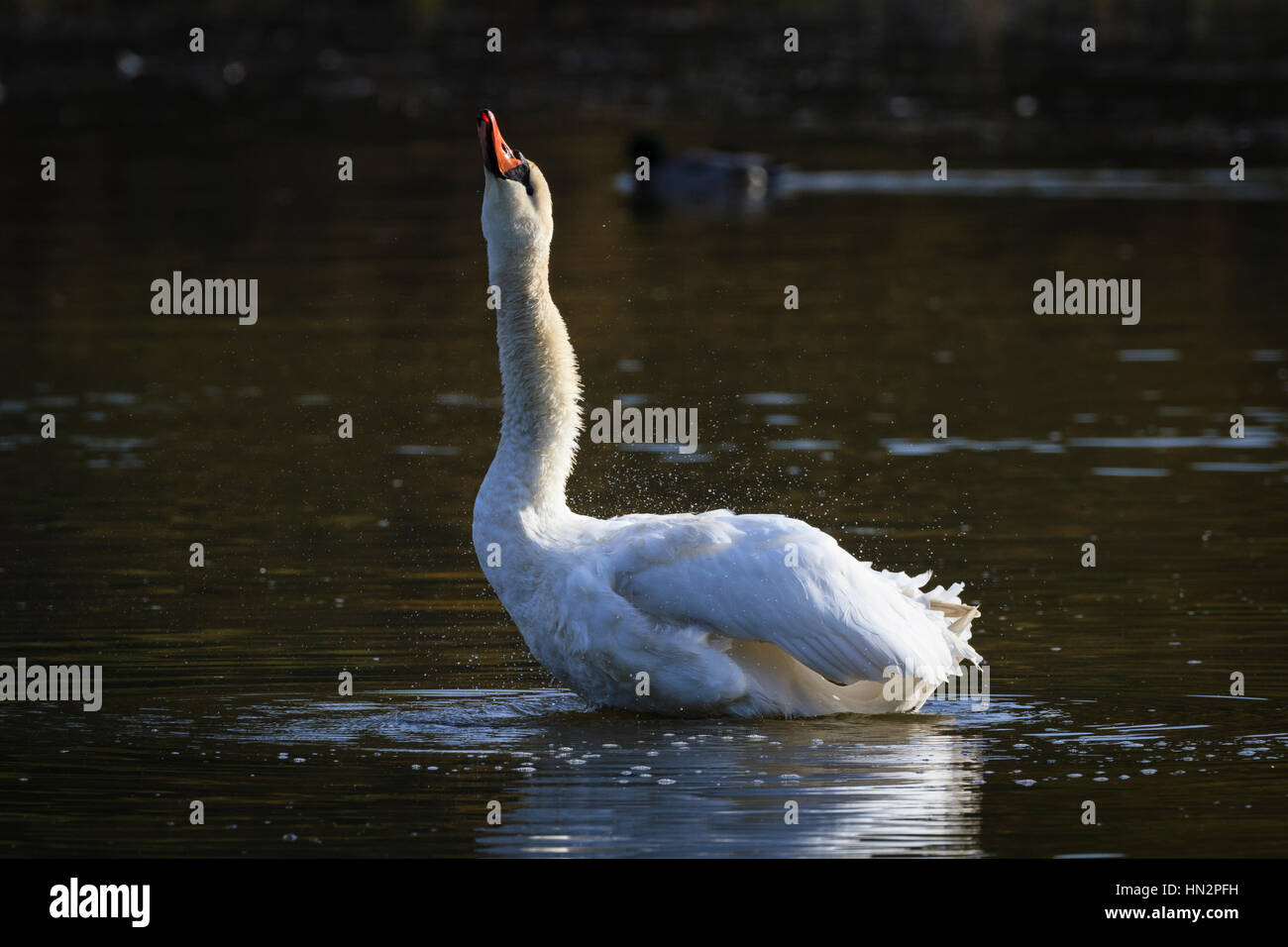 Mute Swan (Cygnus olor) secouer les plumes. La Basse Silésie. La Pologne. Banque D'Images