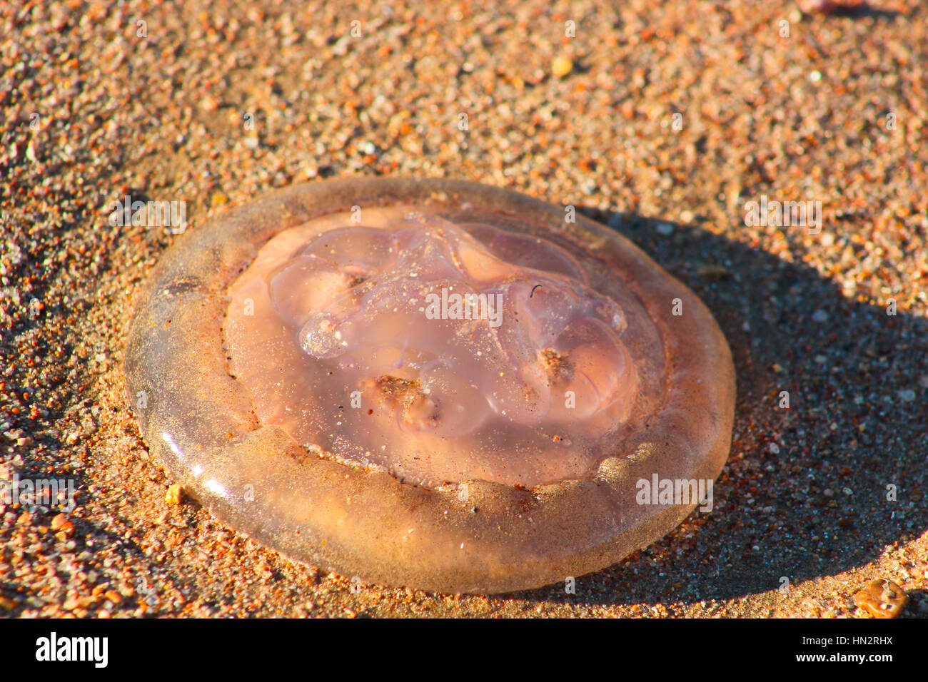 Méduses sur la plage de sable sous le soleil Banque D'Images