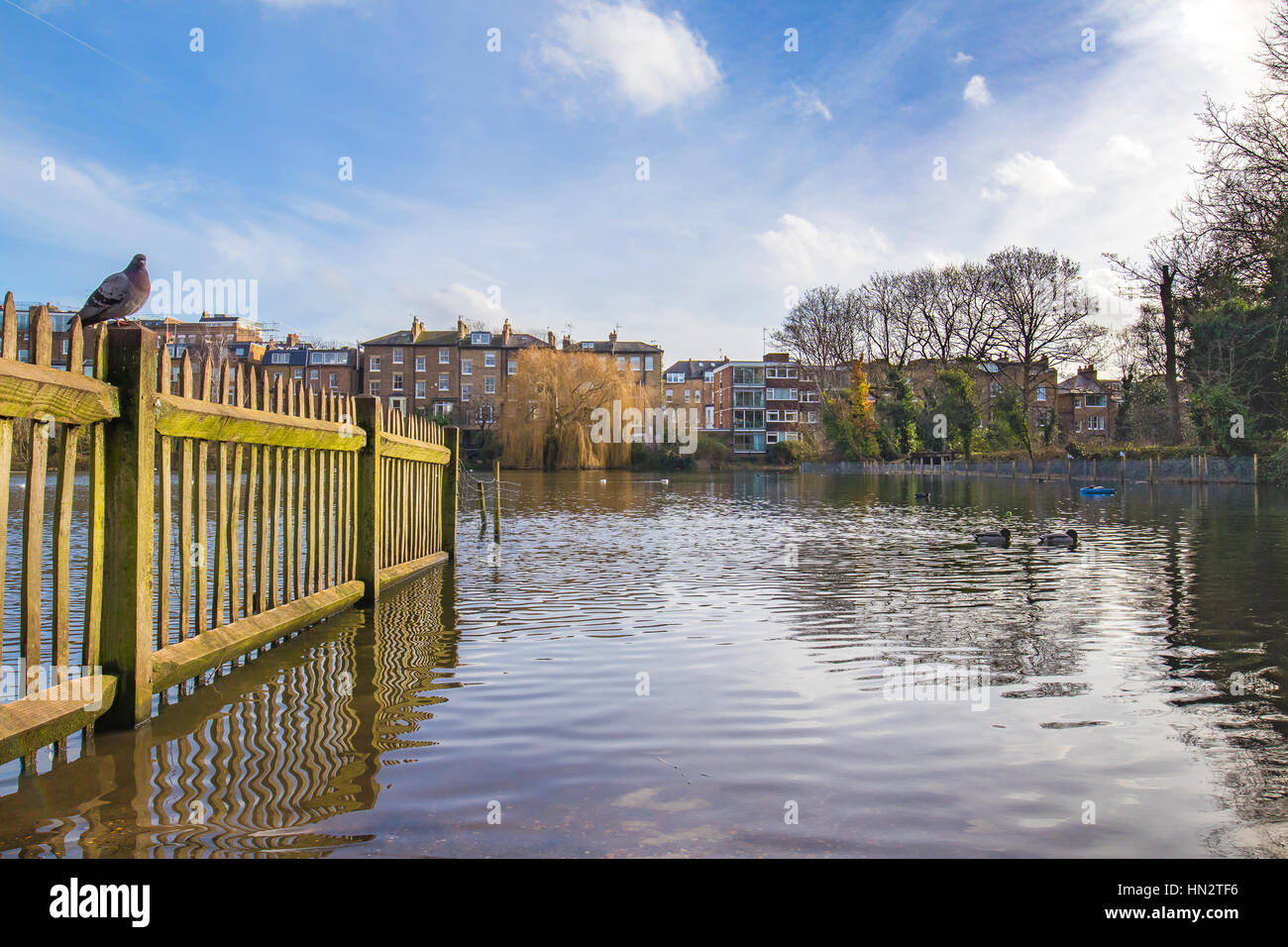 Vieille clôture en bois rempli de mousse à l'intérieur du lac dans un parc avec un pigeon assis sur elle. Banque D'Images Vieille clôture en bois rempli de mousse à l'intérieur du lac dans un parc avec un pigeon assis sur elle. Banque D'Images