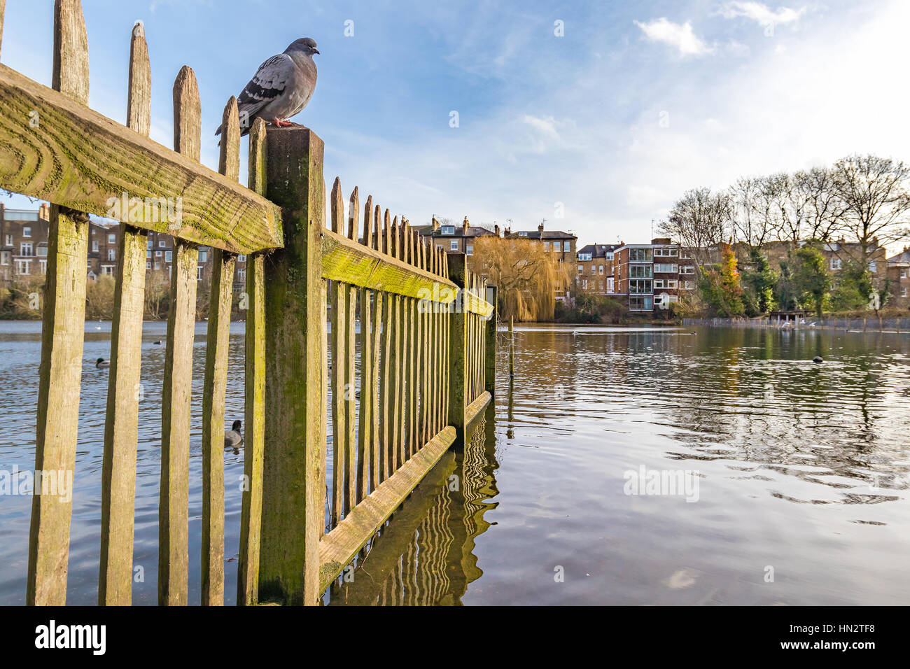 Vieille clôture en bois rempli de mousse à l'intérieur du lac dans un parc avec un pigeon assis sur elle. Banque D'Images Vieille clôture en bois rempli de mousse à l'intérieur du lac dans un parc avec un pigeon assis sur elle. Banque D'Images