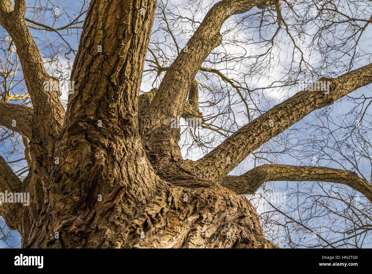 Le vieux tronc de l'arbre robuste et c'est vu de branches le fond avec le le ciel bleu et quelques nuages en arrière-plan. Pas de leafs pendant wint Banque D'Images