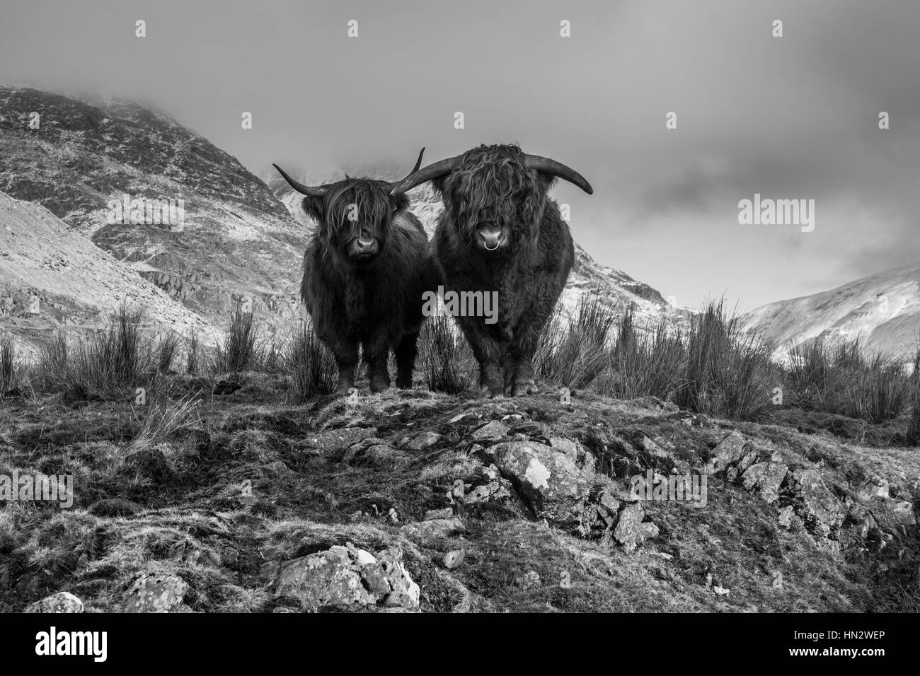 Près de Highland cattle la lutte, la puce, Ambleside, Lake District, Cumbria Banque D'Images
