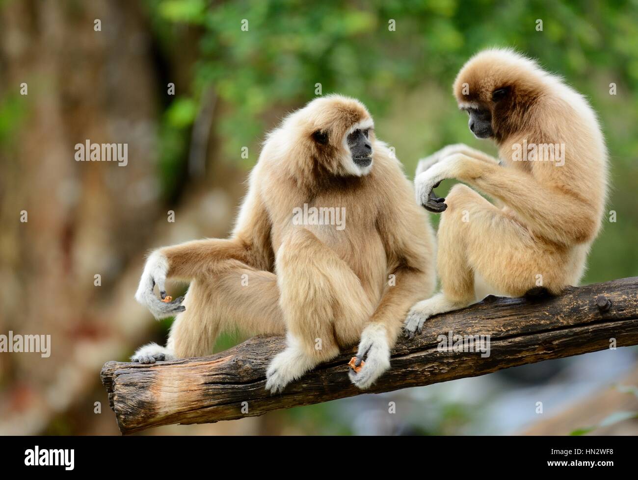 Belle main blanche Gibbon (Hylobates lar) assis sur le sol Banque D'Images