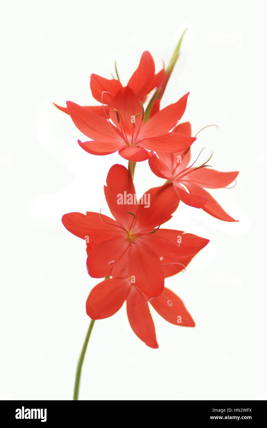 Hesperantha coccinea Banque D'Images