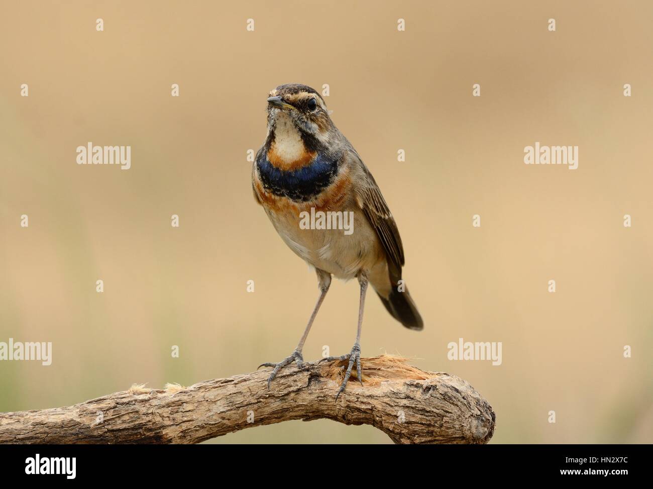 Beau mâle gorgebleue à miroir (Luscinia svecica) en Thaïlande Banque D'Images