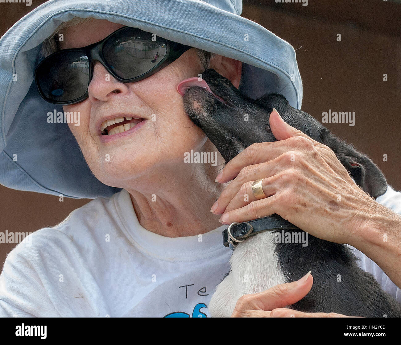 Un petit chien noir et blanc embrassant une femme plus âgée sur la joue Banque D'Images