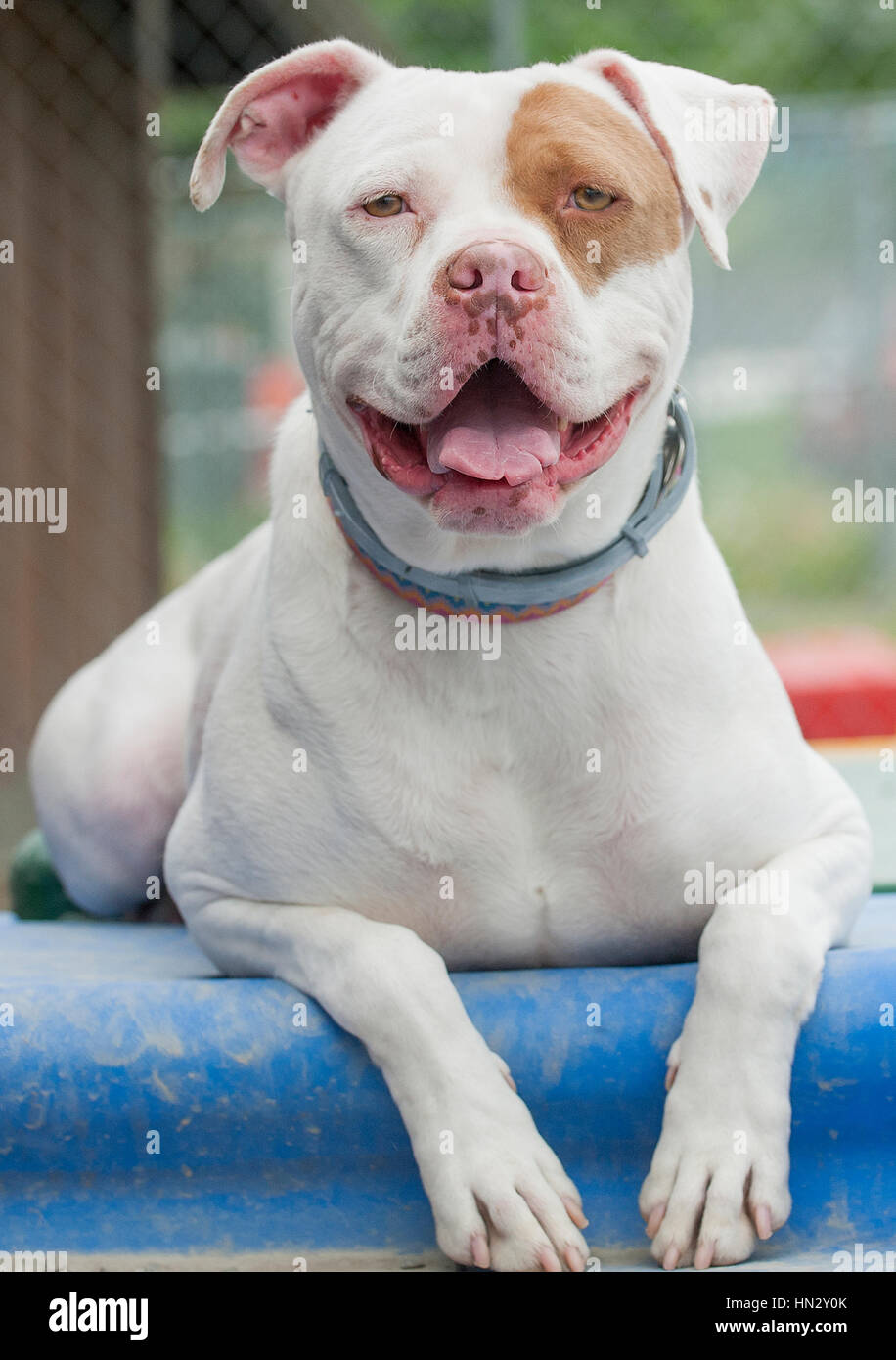 Brown Pitbull Banque D Image Et Photos Alamy