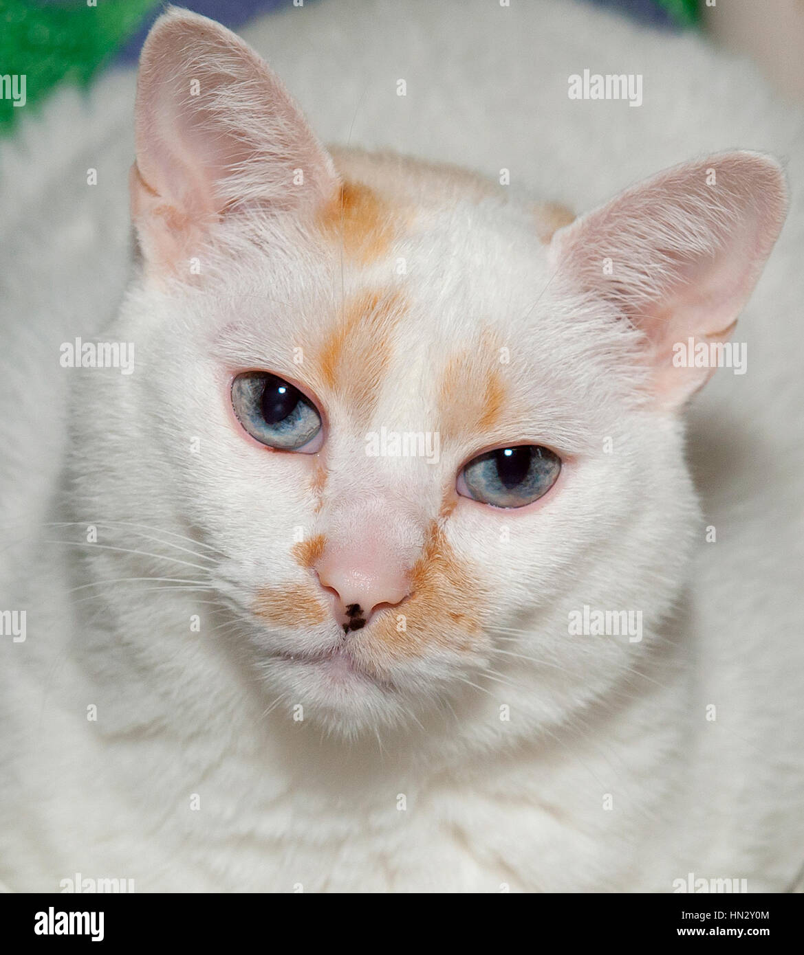 Magnifique Tete De Chat Blanche A Yeux Bleus Et Gros Plan Avec Des Taches Brunes Sur Le Visage Regardant L Appareil Photo Photo Stock Alamy