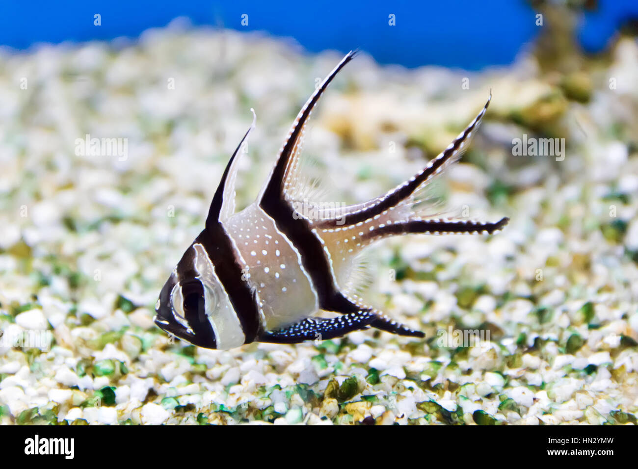 Photo de poissons d'aquarium dans la Blue Water Banque D'Images