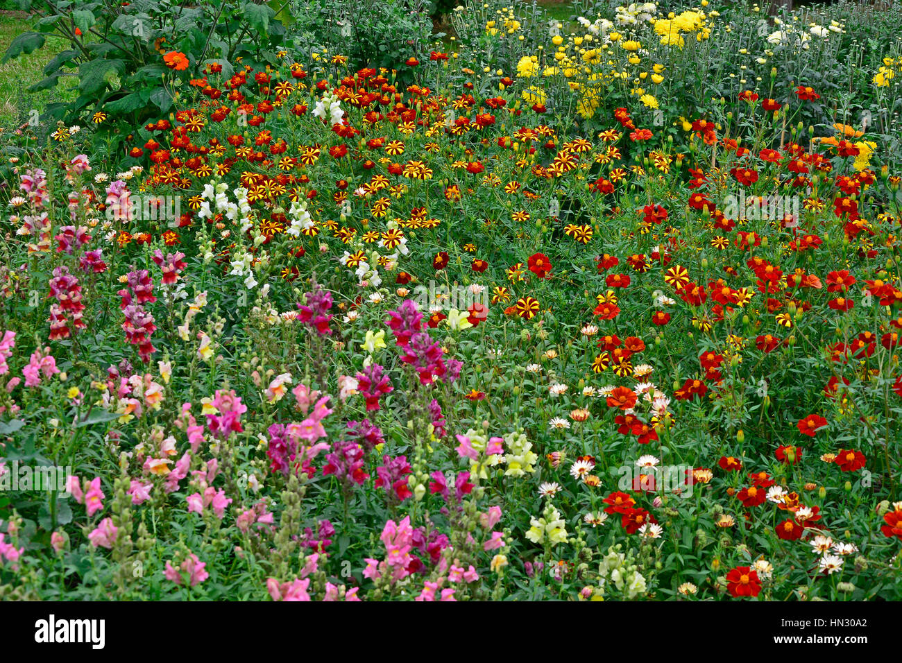 Colorés et sauvages de la plantation d'Œillets d'Inde Tagetes et Antirrhinums Banque D'Images