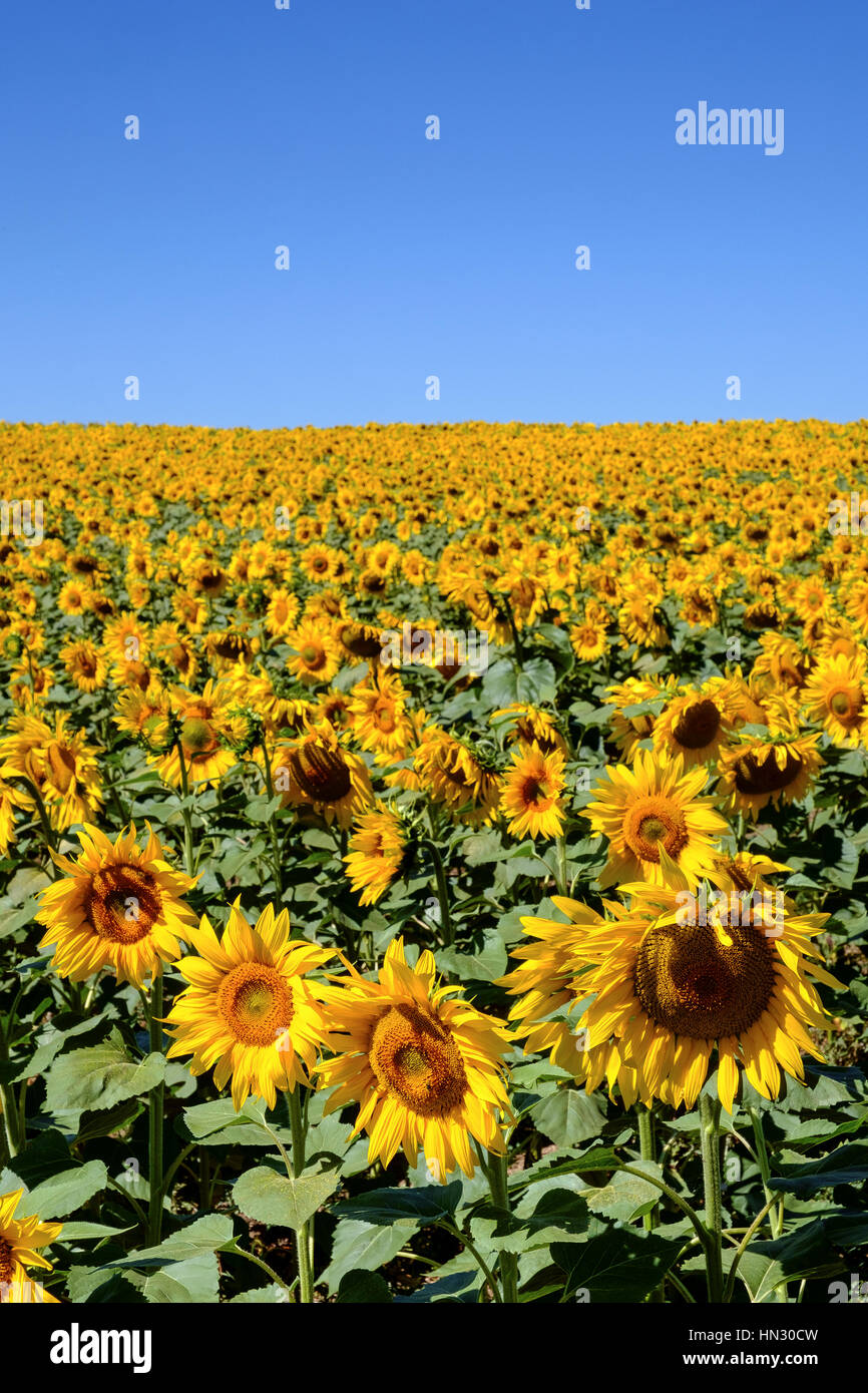 Terrain, la nature, l'agriculture, de tournesol, fleur, jaune, vert, ensoleillé, le soleil, l'été, ciel, paysage, plantes, la croissance, l'oranger, meadow, floral, rural, backg Banque D'Images