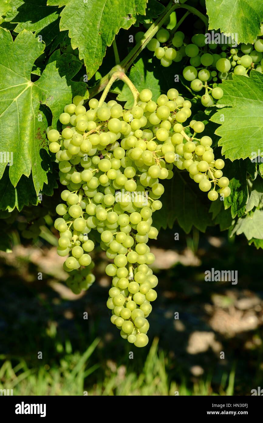 Vignoble, agriculture, vin, paysage, vert, pays, champ, récolte, rural, vigne, vignoble, campagne, Bordeaux vignoble, vigne, raisin, france Banque D'Images
