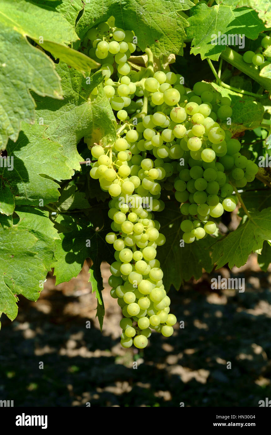 Vignoble, agriculture, vin, paysage, vert, pays, champ, récolte, rural, vigne, vignoble, campagne, Bordeaux vignoble, vigne, raisin, france Banque D'Images
