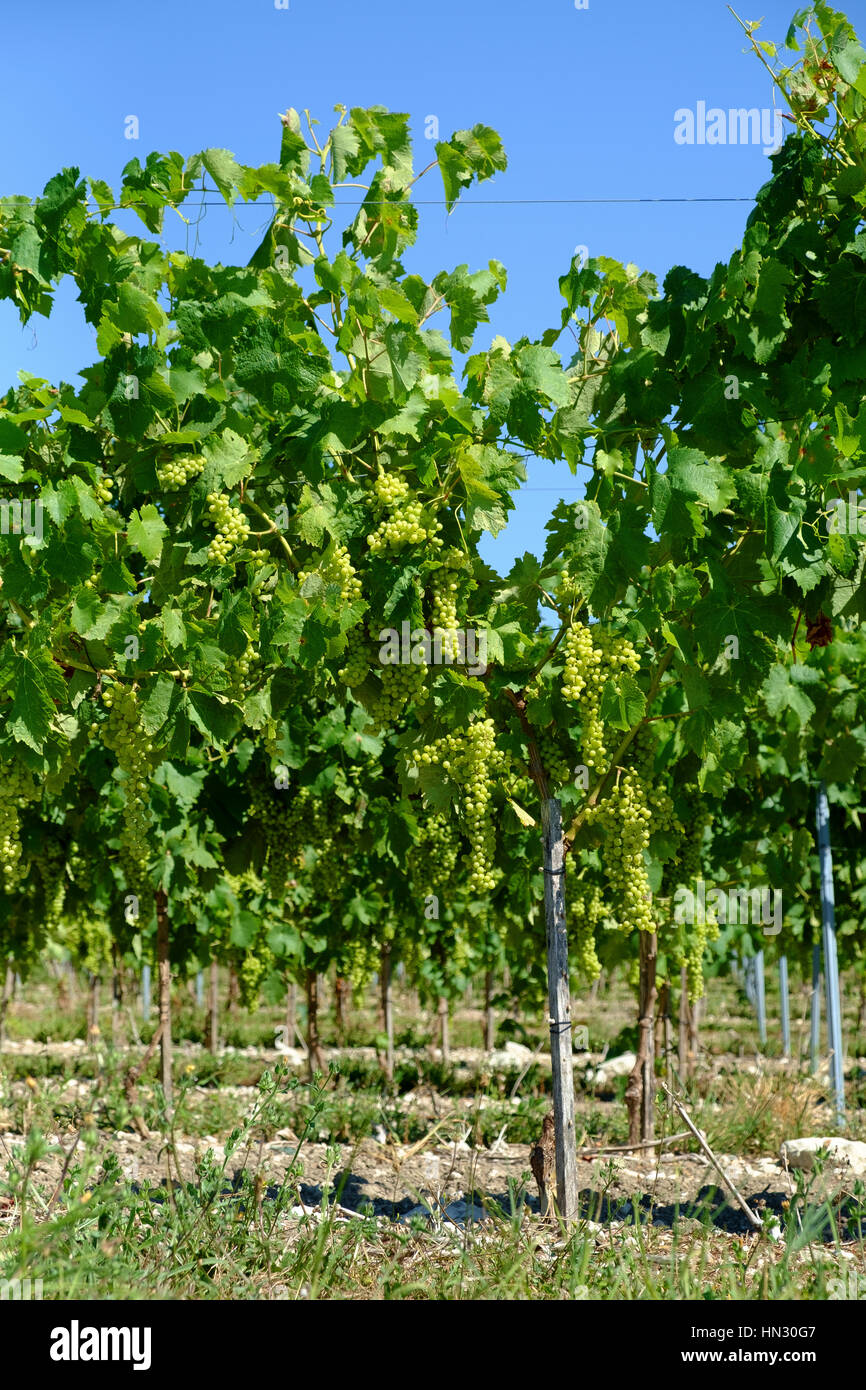 Vignoble, agriculture, vin, paysage, vert, pays, champ, récolte, rural, vigne, vignoble, campagne, Bordeaux vignoble, vigne, raisin, france Banque D'Images