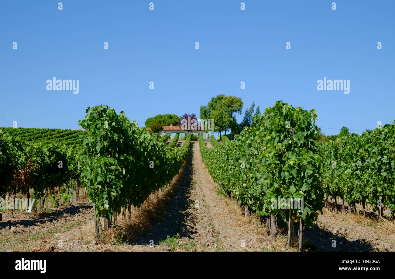 Vignoble, agriculture, vin, paysage, vert, pays, champ, récolte, rural, vigne, vignoble, campagne, Bordeaux vignoble, vigne, raisin, france Banque D'Images