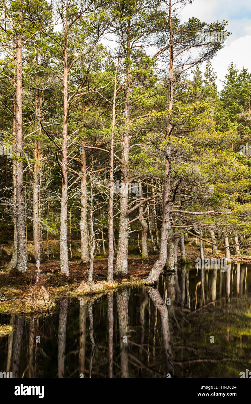 Uath Lochans à Glen Feshie en Ecosse. Banque D'Images