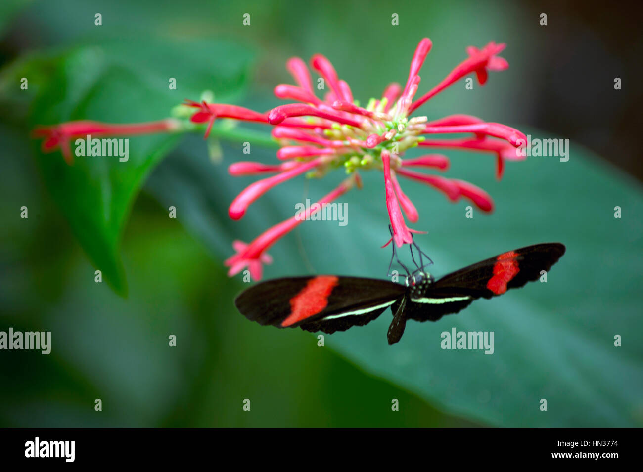 Les papillons dans les jardins botaniques de Niagara Butterfly Conservatory Banque D'Images