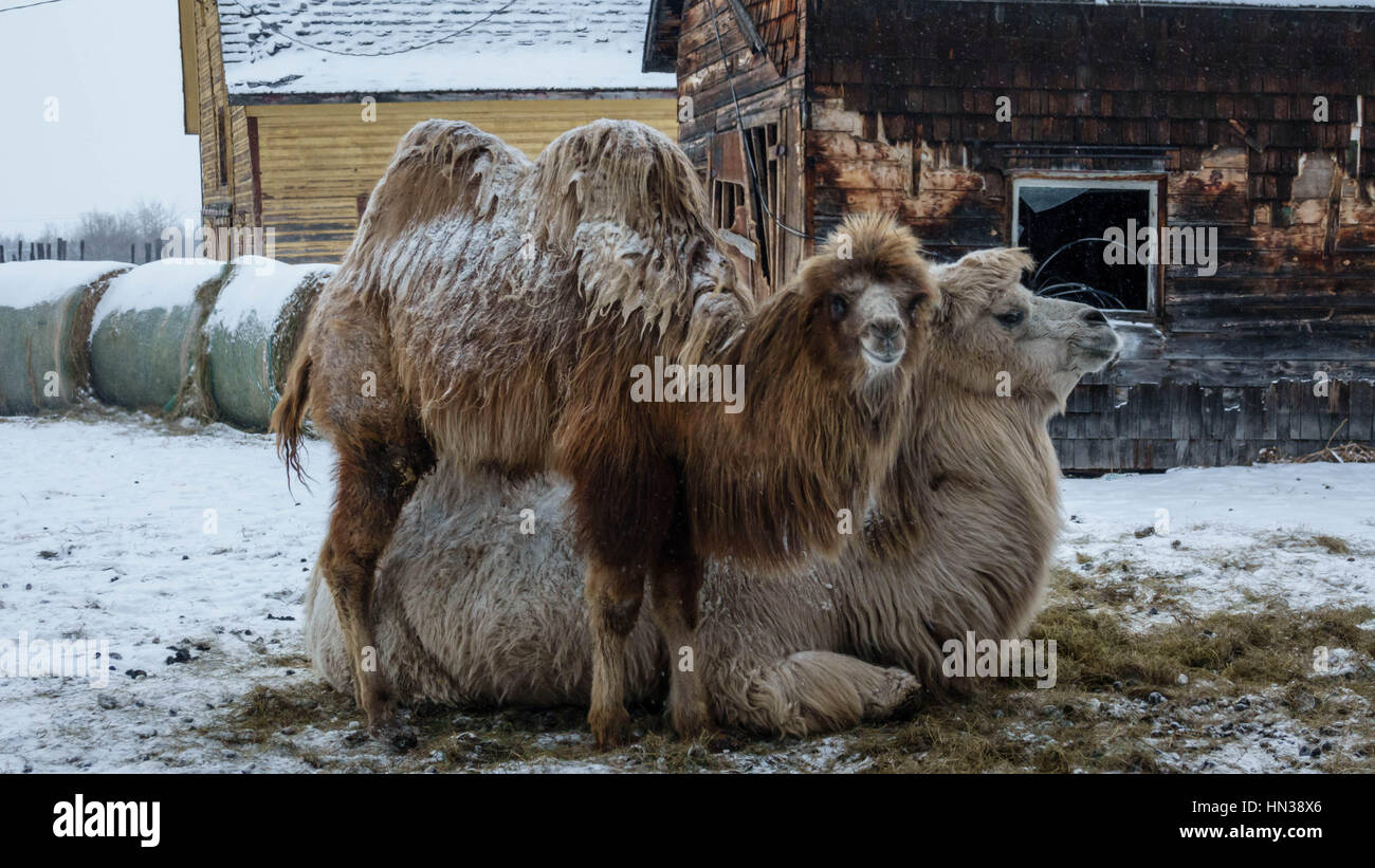 Les chameaux de Bactriane dans le centre de l'Alberta, Canada,l'hiver Banque D'Images