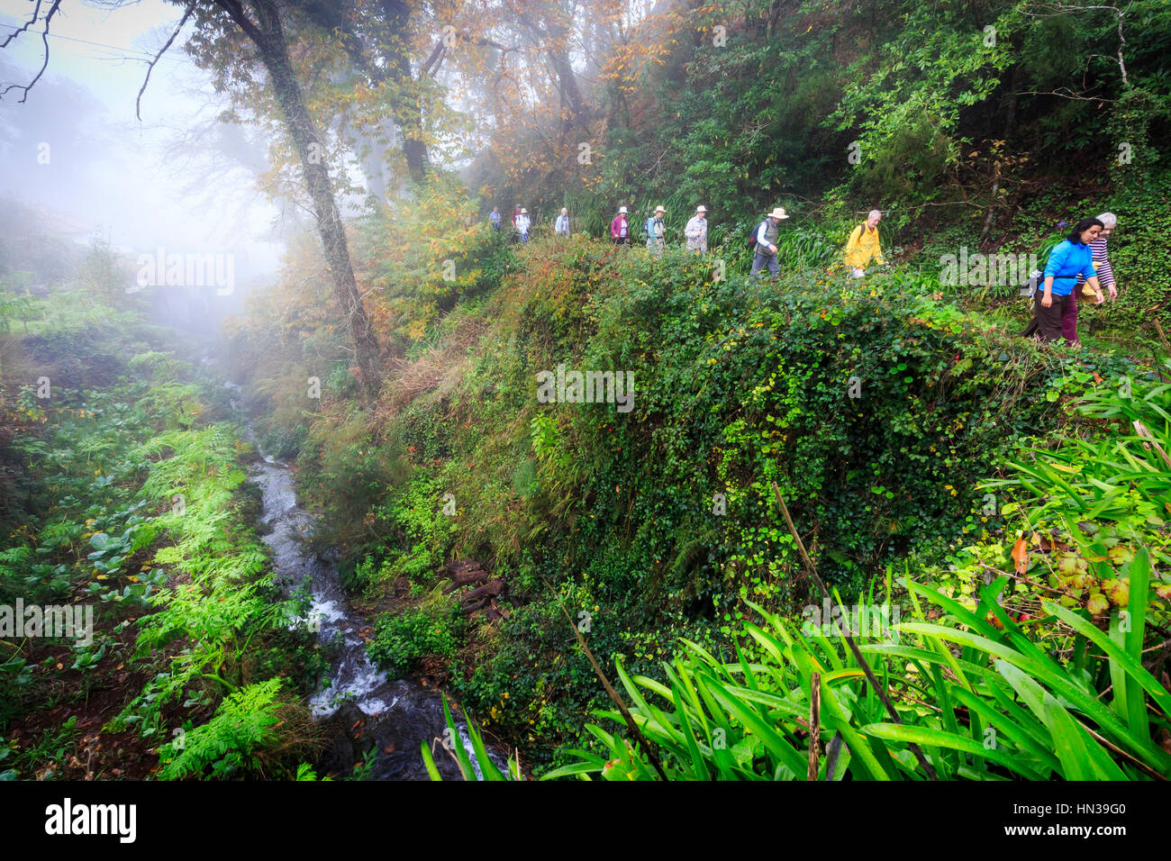 Levada à pied avec un groupe d'excursion à travers la forêt, de Madère Banque D'Images