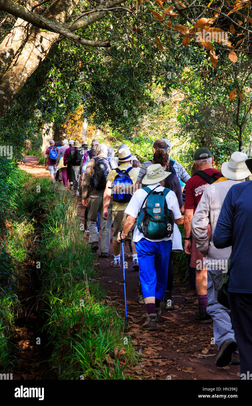 Levada à pied avec un groupe d'excursion à travers la forêt, de Madère Banque D'Images