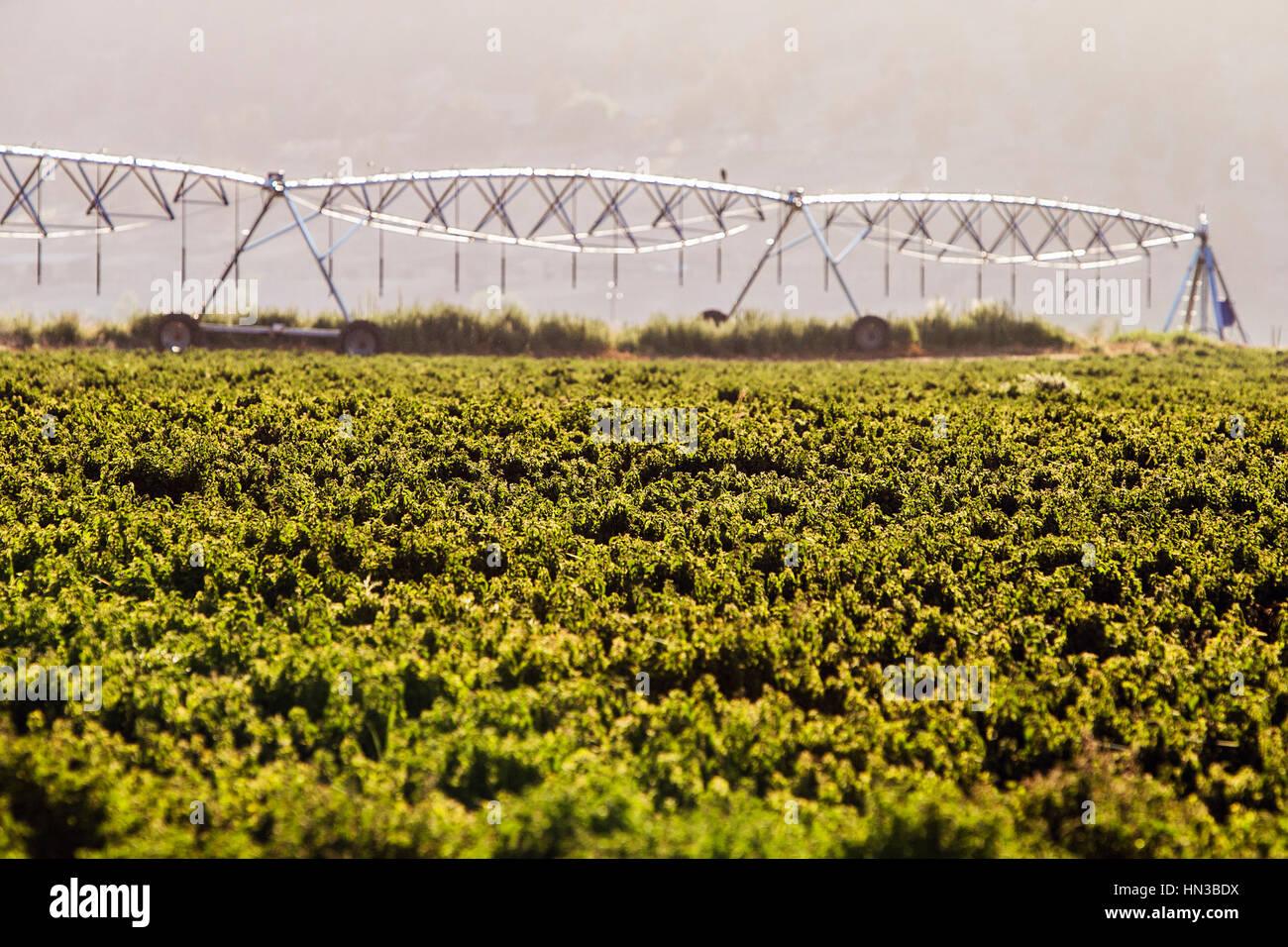 Têtes d'irrigation sur les terres agricoles Banque D'Images