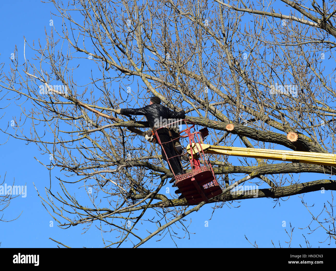 L'élagage des arbres à l'aide d'un bras de levage. La tronçonneuse des branches inutiles de l'arbre. La mise en ordre de parcs et jardins. Banque D'Images