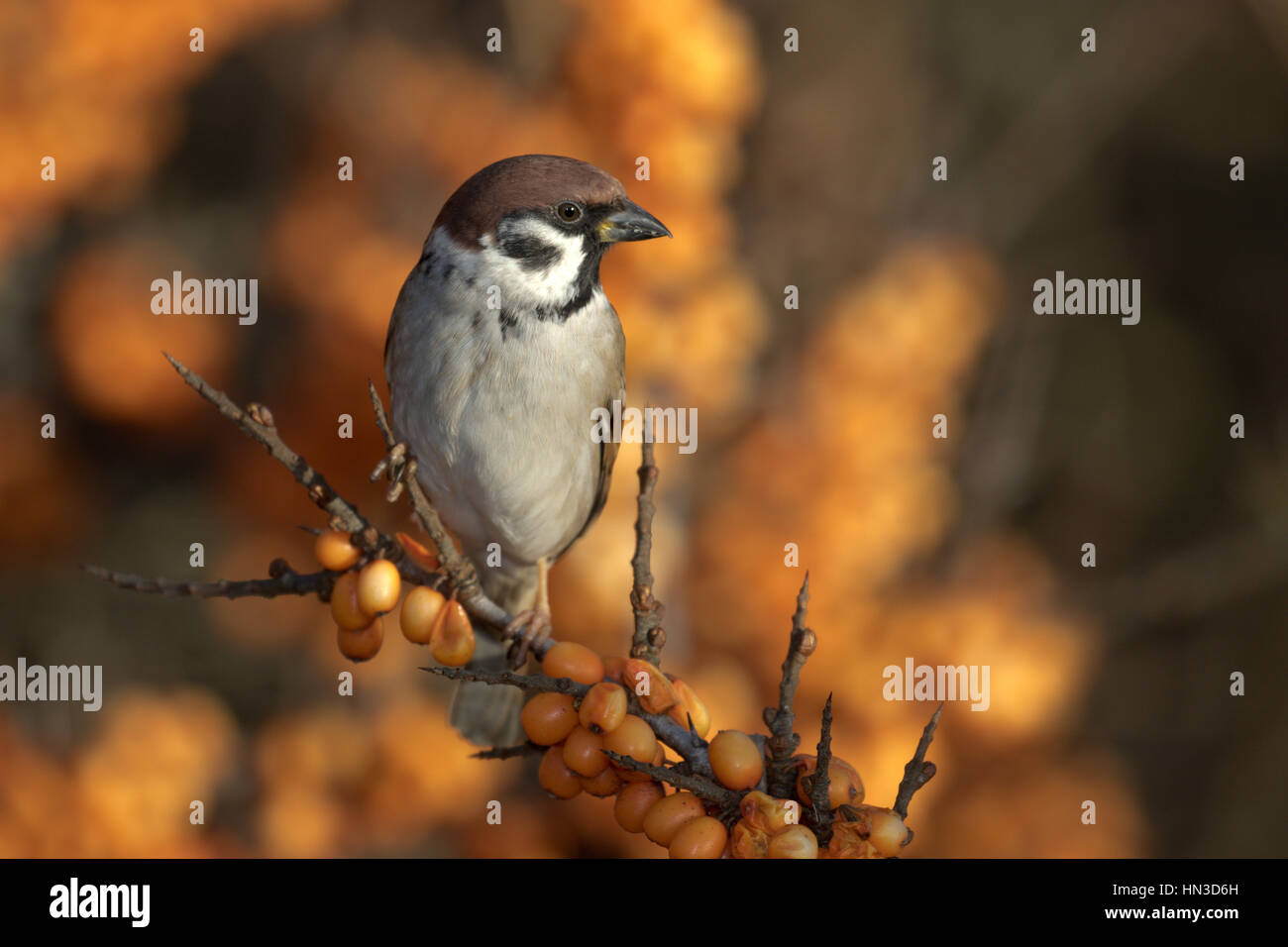 Tree Sparrow le bush l'Argousier Banque D'Images