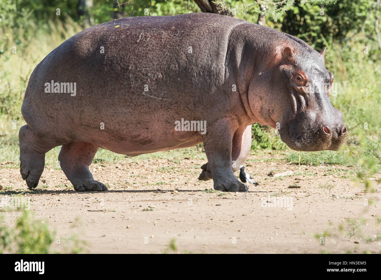 L'hippopotame, Hippopotame (Hippopotamus amphibius) hors de l'eau dans le Parc National du Serengeti, dans la région de Mara, en Tanzanie, l'Afrique Banque D'Images
