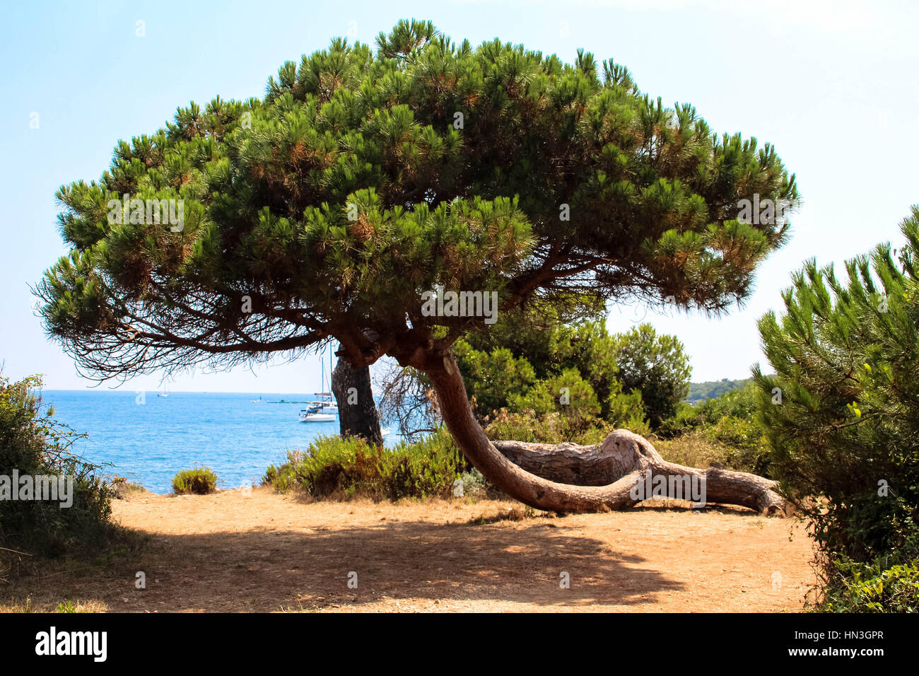 De plus en plus d'arbres tropicaux en forme inhabituelle sur la plage Banque D'Images