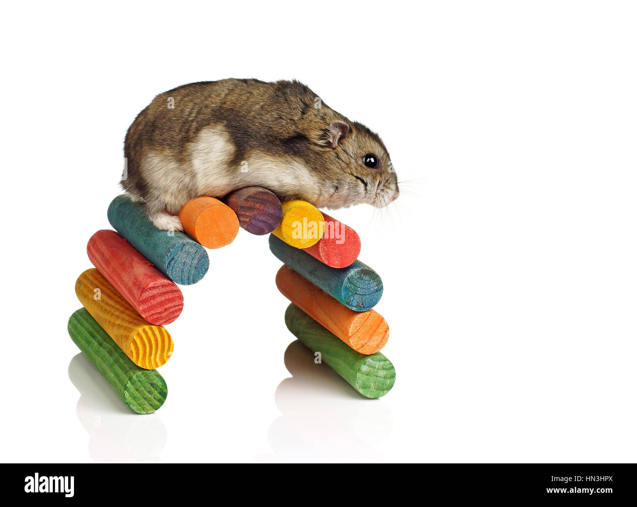 Hiver nain Hamster animal blanc grimpant sur Archway en bois sur fond blanc Banque D'Images