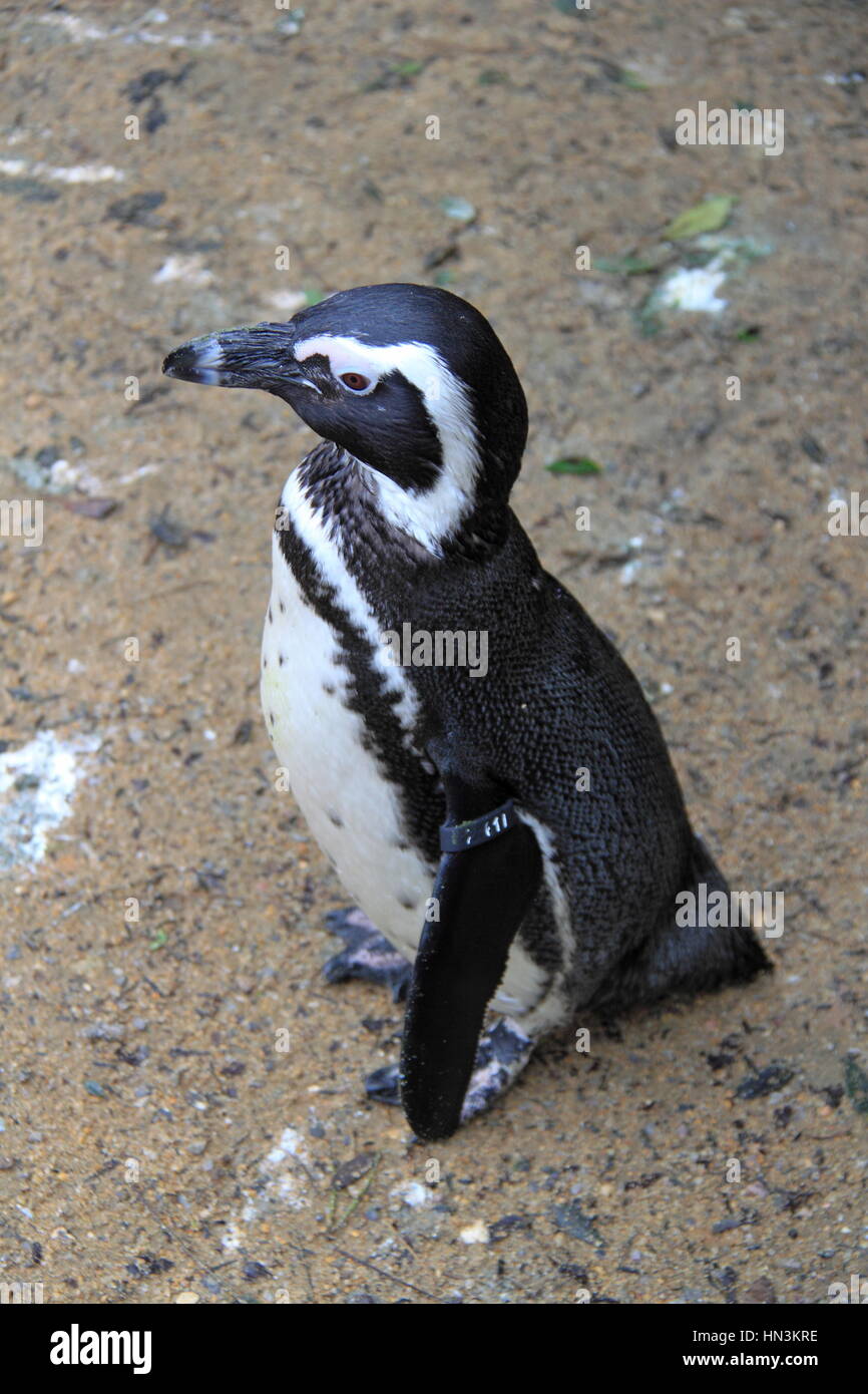 Manchot de Humboldt (Spheniscus humboldti), parc d'attractions et parc animalier Birdworld, Holt Pound, Farnham, Surrey, Angleterre, Grande-Bretagne, Royaume-Uni Royaume-Uni, Europe Banque D'Images