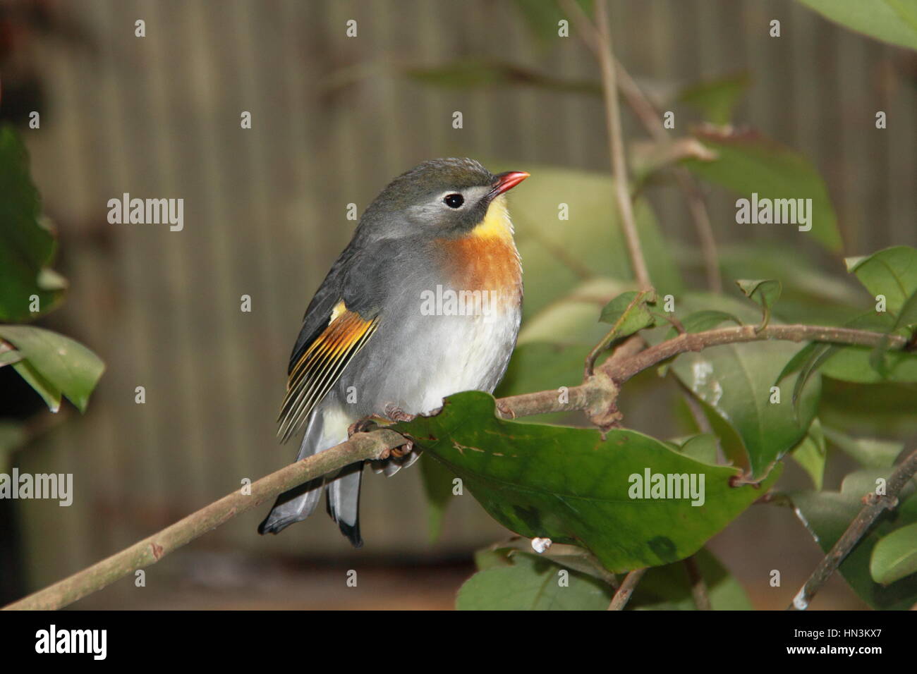Pekin Robin (Leiothrix lutea), parc d'attractions et parc animalier Birdworld, Holt Pound, Farnham, Surrey, Angleterre, Grande-Bretagne, Royaume-Uni Royaume-Uni, Europe Banque D'Images