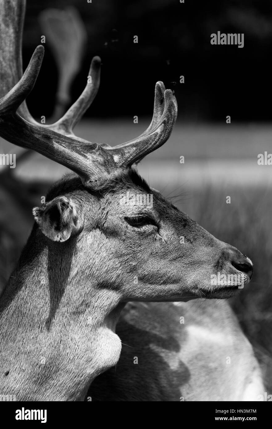 Un portrait d'un cerf avec bois rouge Banque D'Images