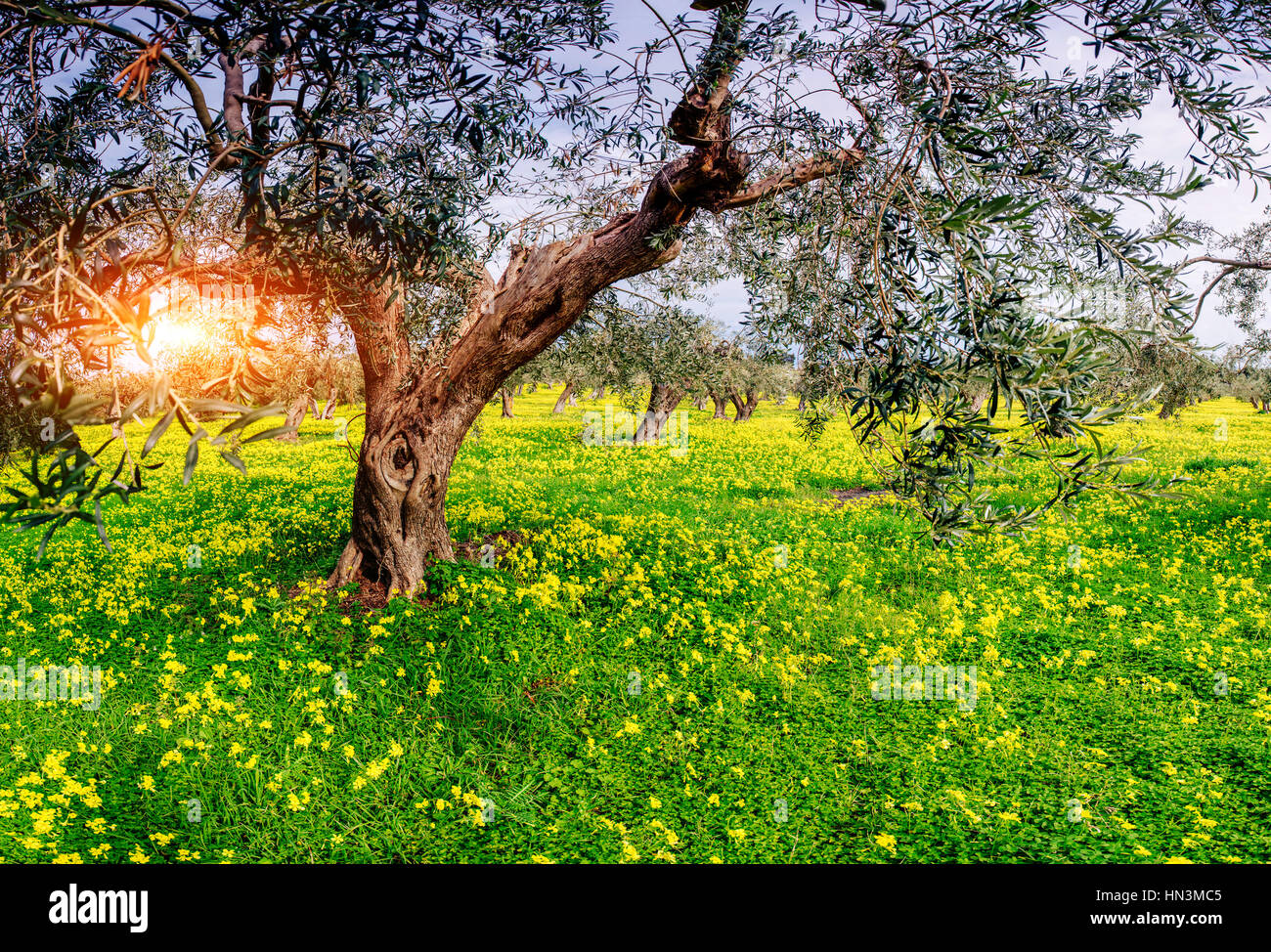 Fleurs jaunes dans le jardin en fleurs Banque D'Images