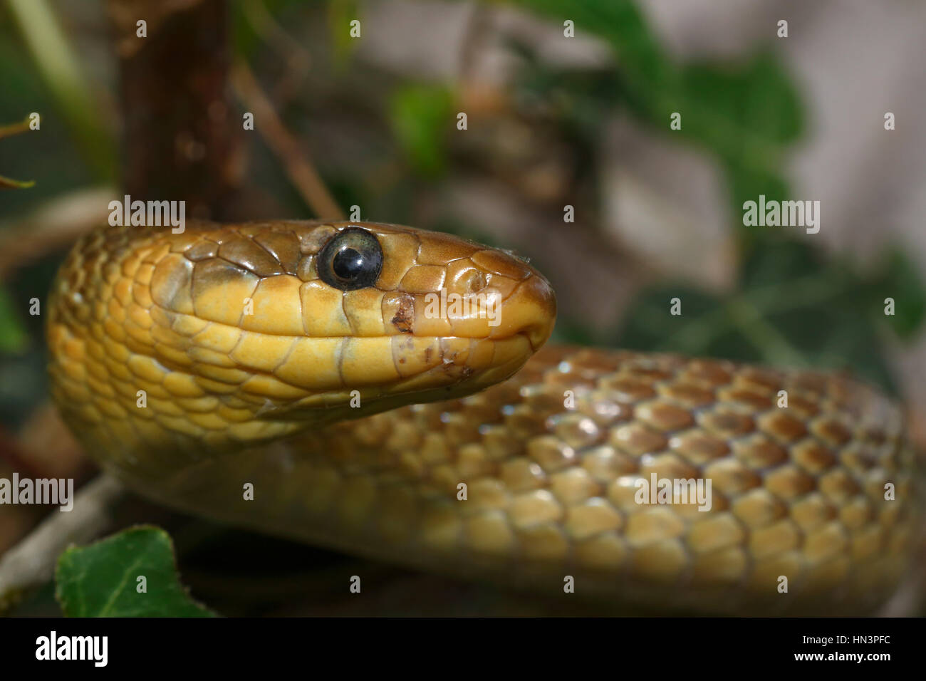 Zamenis longissimus Aesculapian snake (), Parc National du Haut Balaton, Balaton Felvidéki Nemzeti Park, le lac Balaton, Hongrie Banque D'Images