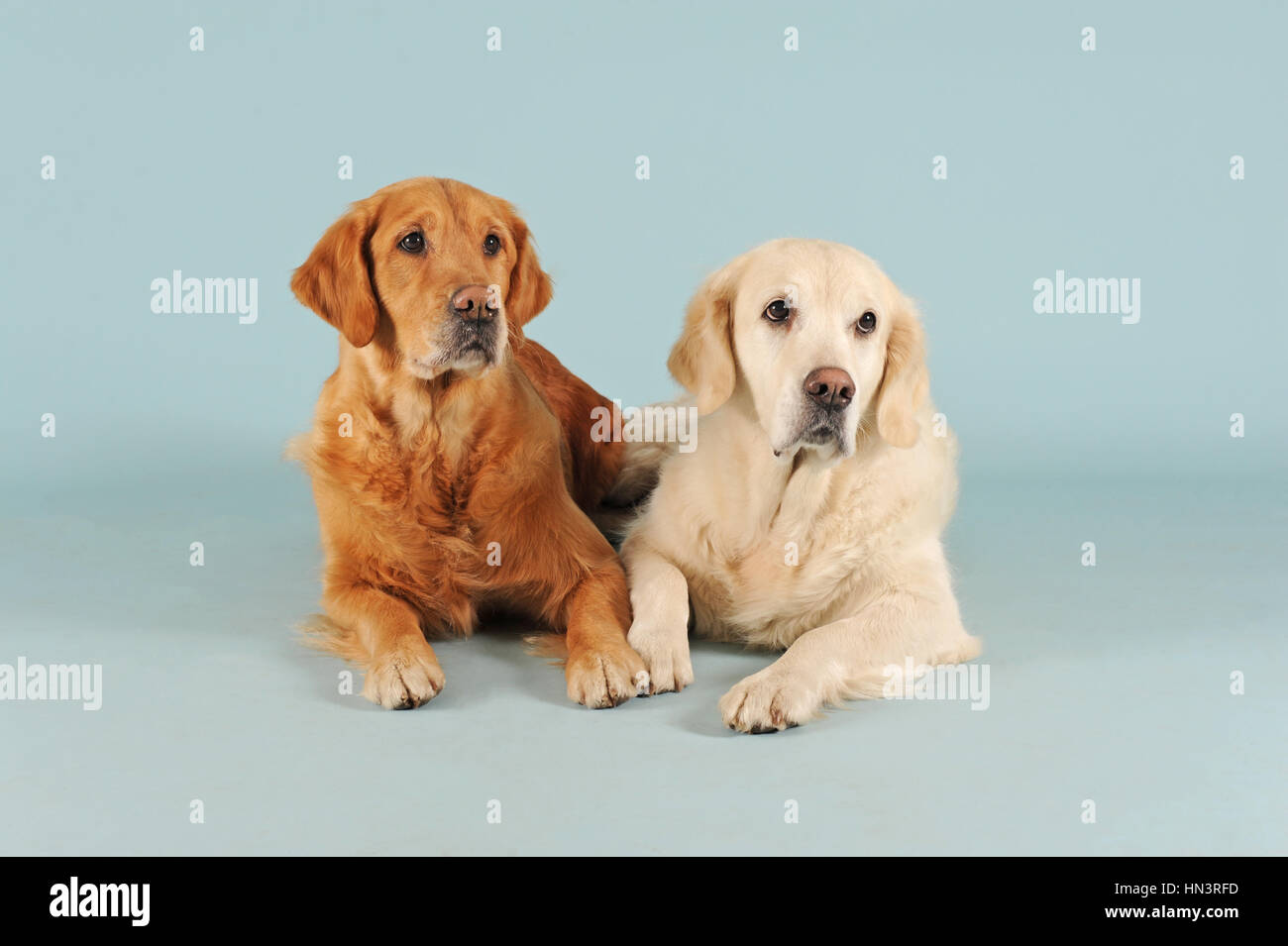 Golden Retriever, bitches, lumière et blond foncé Banque D'Images