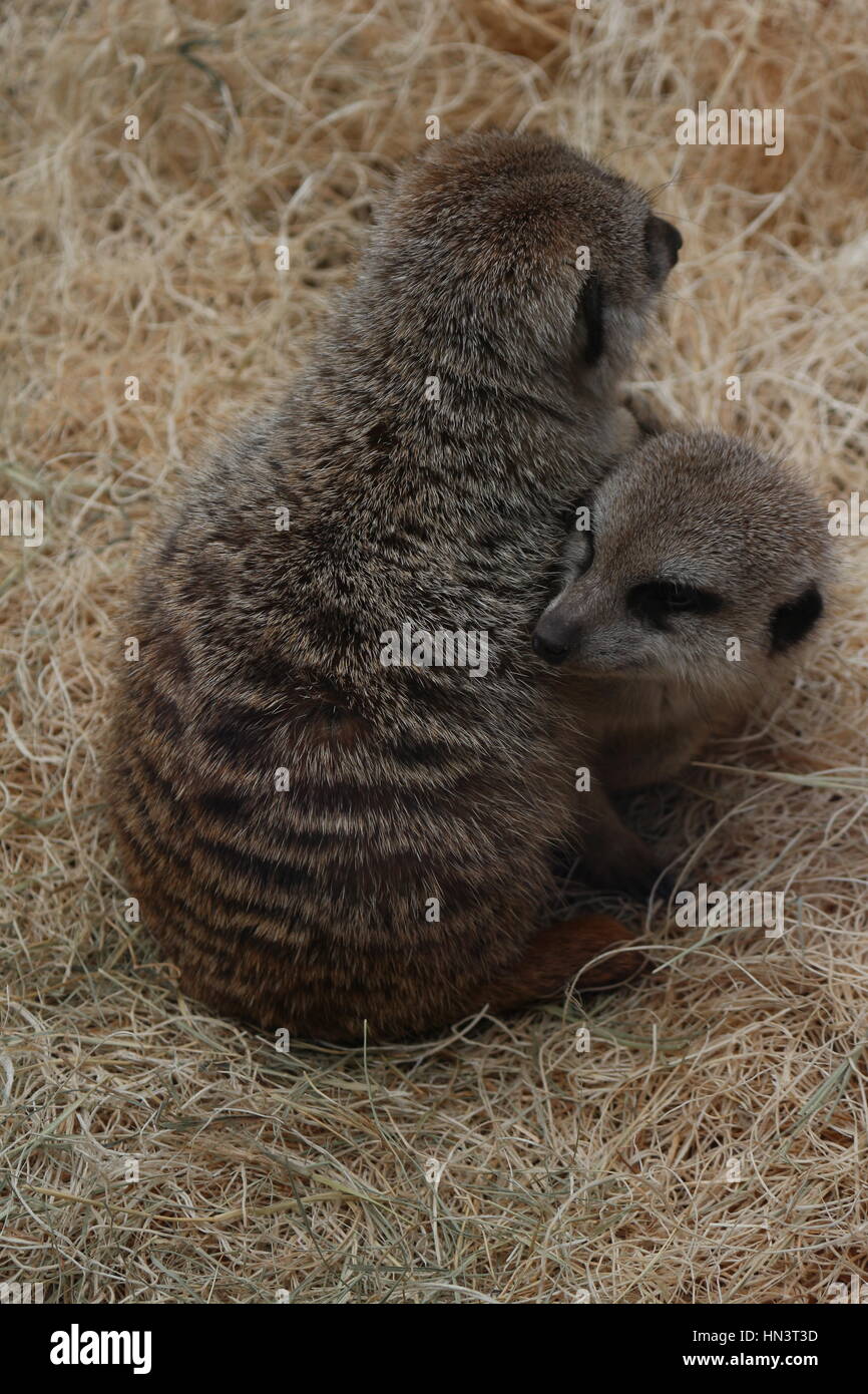Meerkat bébé câlins pour lutter contre le froid Banque D'Images