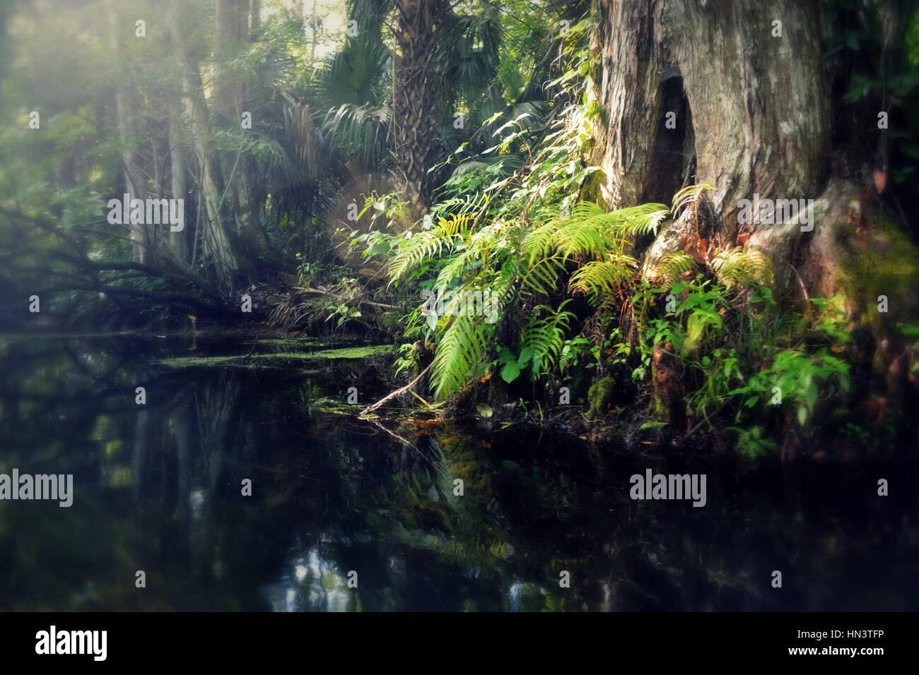 Wekiwa Springs, Florida State Parks, Orlando, Floride, USA Banque D'Images