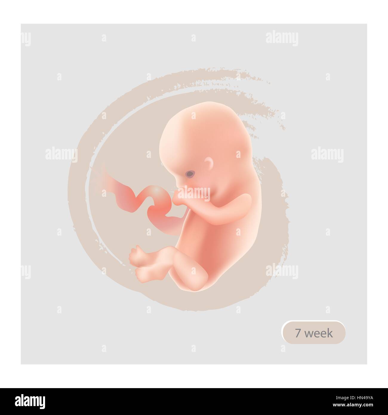 Stade foetal foetus. illustration icône. sept semaines embryon. grossesse stade Vector Illustration de Vecteur