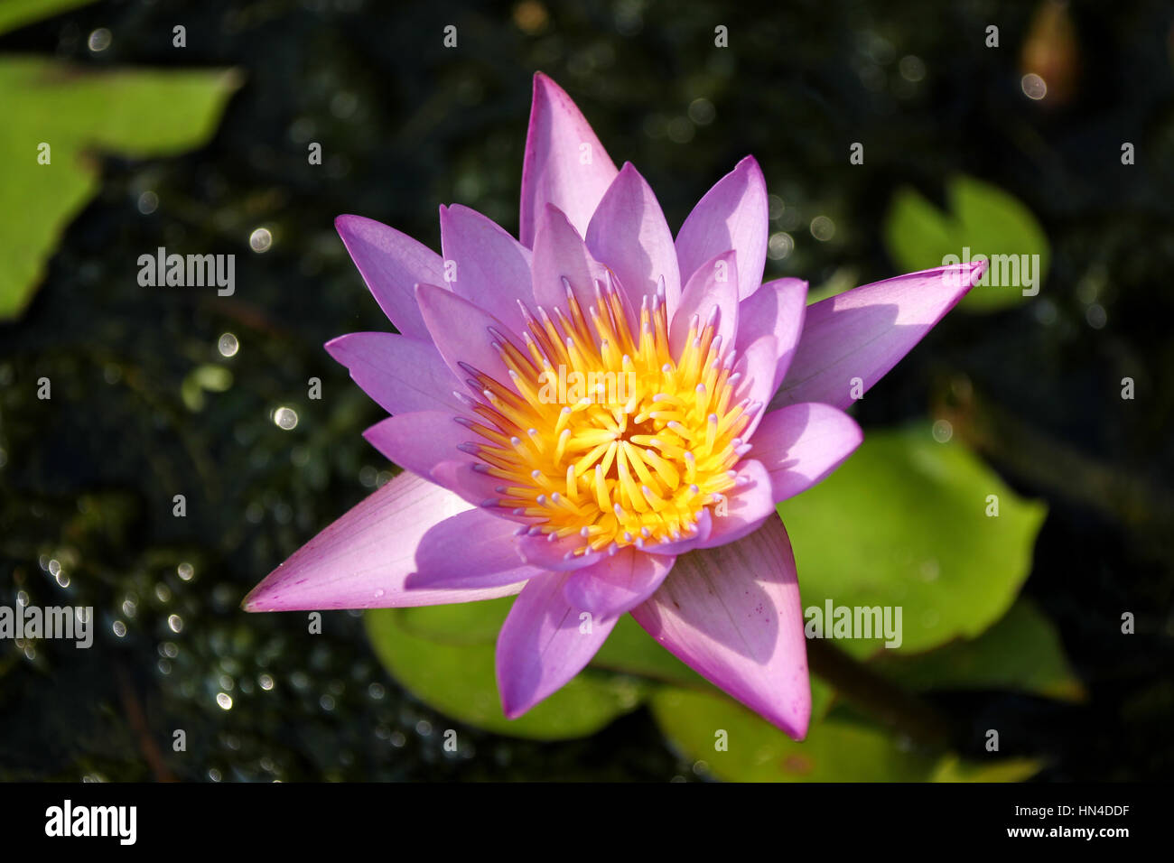 Fleur de lotus rose et jaune au Kerala, en Inde. Banque D'Images