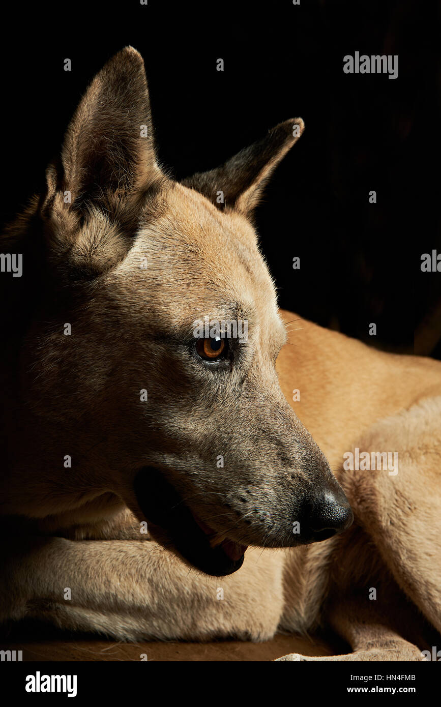 Portrait de berger malinoise isolé côté sur noir Banque D'Images