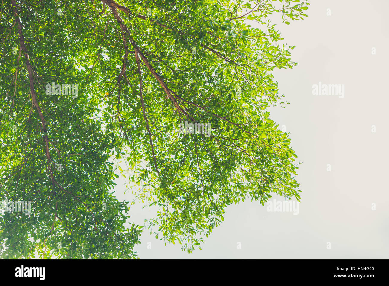 Green Tree background vintage la nuance de couleur. Banque D'Images