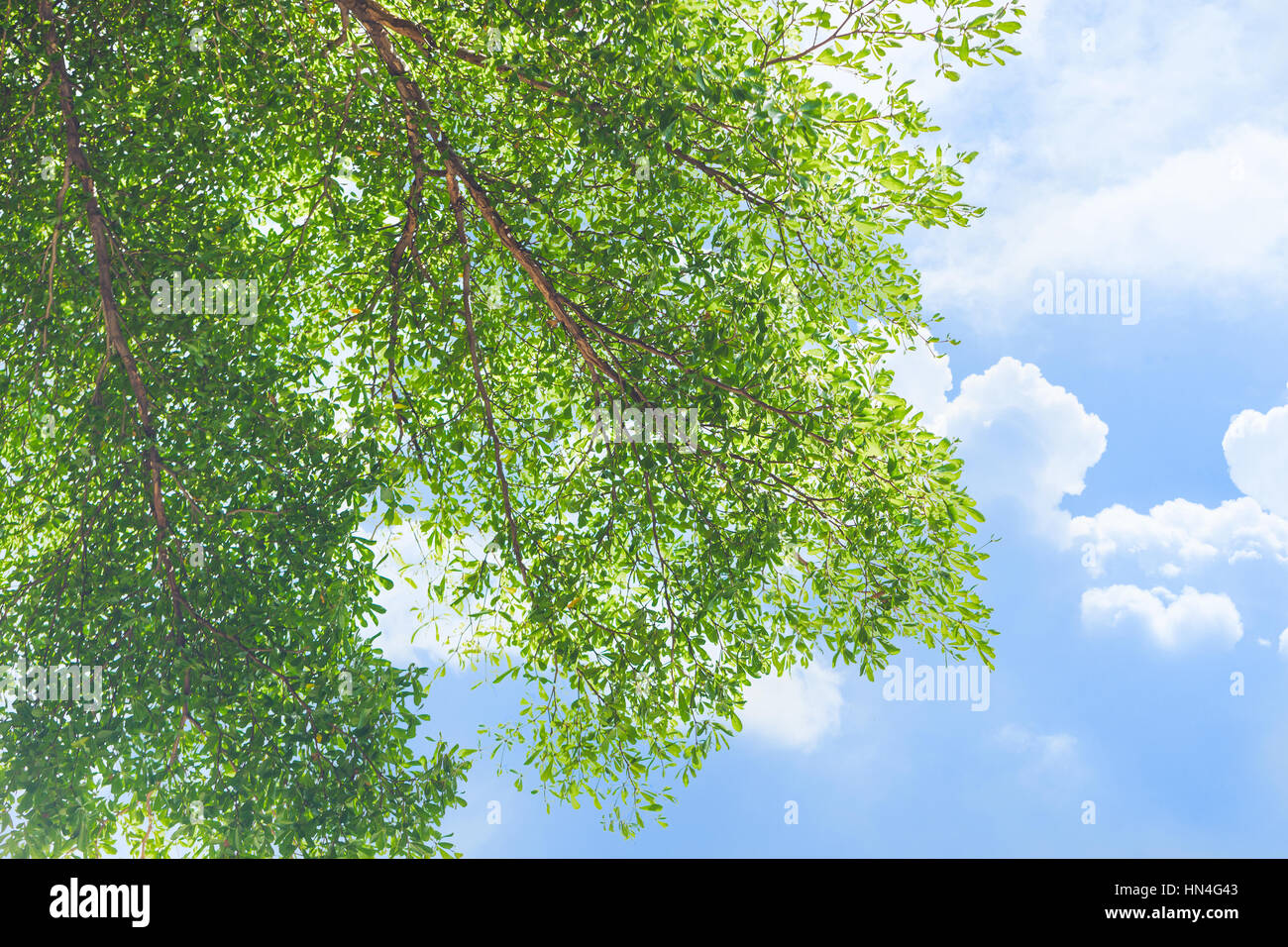 Arbre vert bleu nuage avec jour d'été le fond de ciel. Banque D'Images