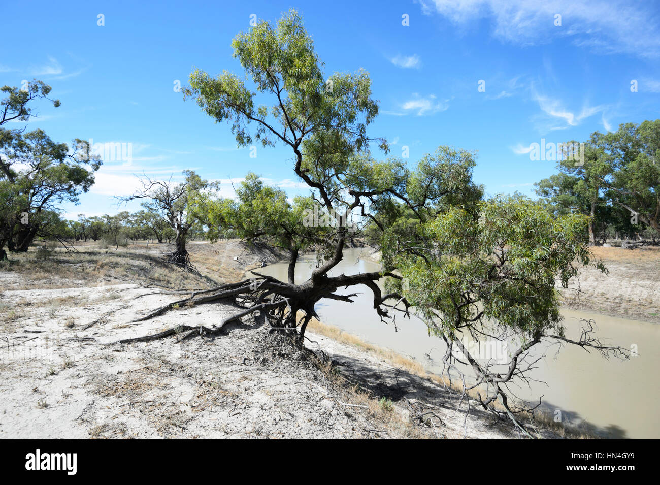 Arbre aux racines exposées par l'érosion de la rivière Darling, Bindara Station, New South Wales, Australia Banque D'Images