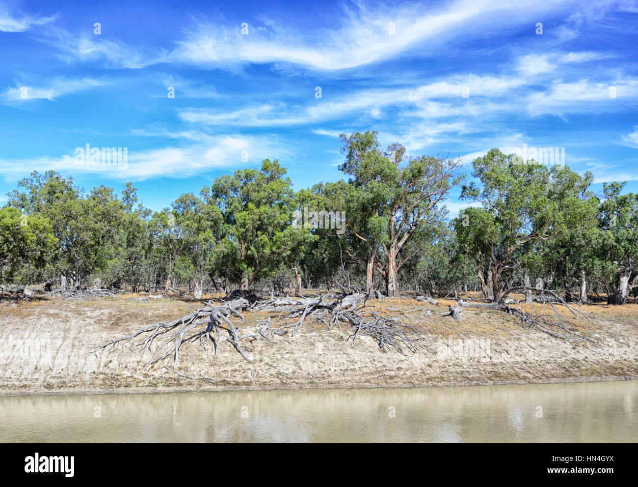 Gumtrees avec les racines exposées sur la rive de la rivière Darling, Bindara Station, New South Wales, Australia Banque D'Images
